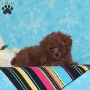 Caramel, Toy Poodle Puppy